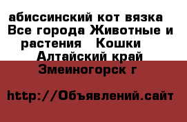 абиссинский кот вязка - Все города Животные и растения » Кошки   . Алтайский край,Змеиногорск г.